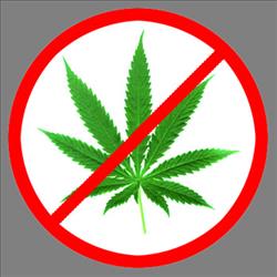 Marijuana 101 Webinar