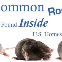 Rodents-Keep Those Unwanted Guests Out